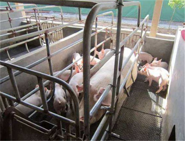 中國(guó)養(yǎng)豬網(wǎng)